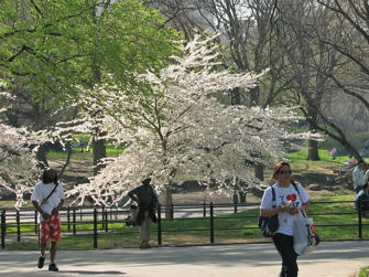 033 Central Park.jpg